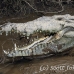 crocodile_american_tar_h_1547_cos2550.jpg